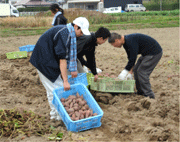 豊作のさつまいもは天ぷら、煮物、スイーツに変身