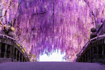 中山大藤