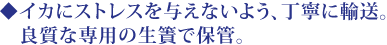 イカにストレスを与えないよう、丁寧に輸送。良質な専用の生簀で保管。